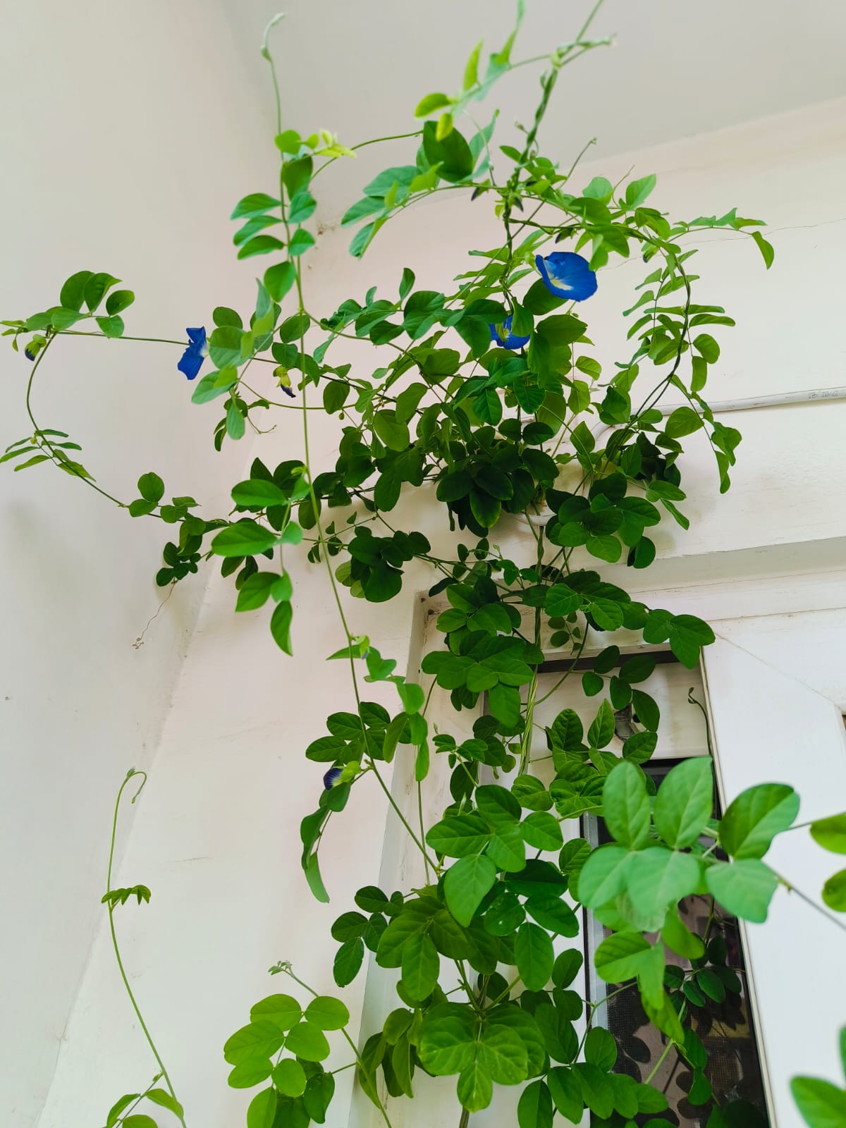 Close up of blue butterfly pea flowers on a vine I planted