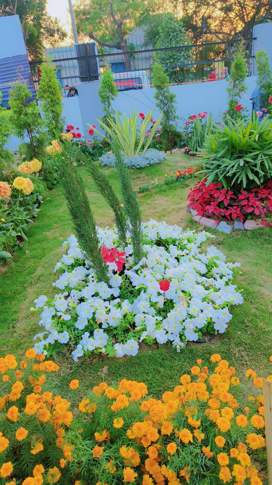 My personal collection of plants at home